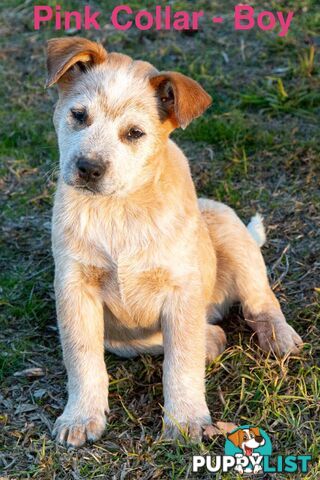 3 Purebred Red Heeler Australian Cattle Dog Pups - FOR SALE
