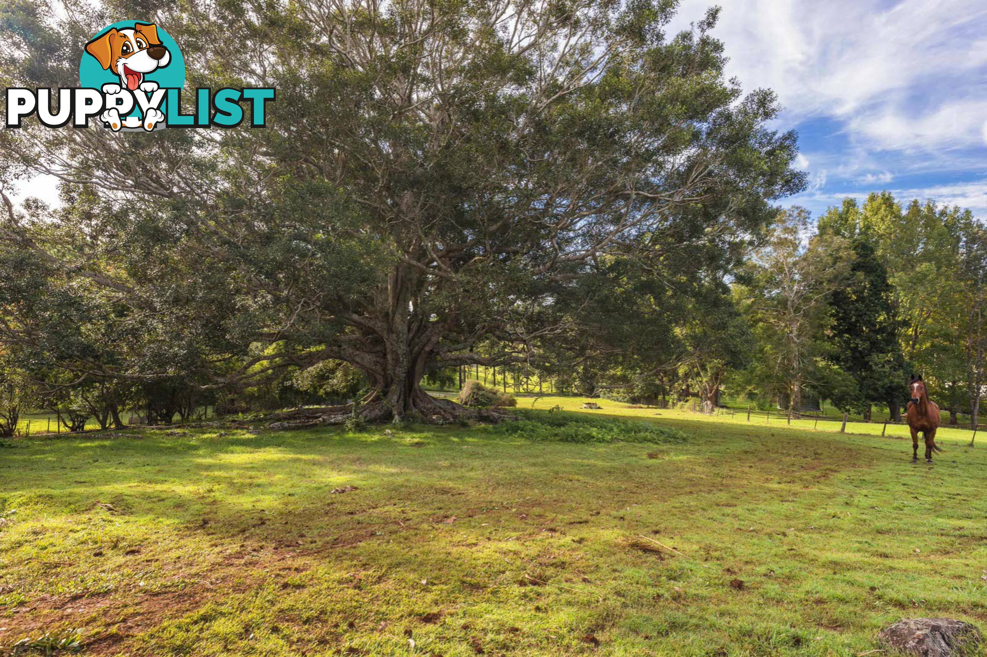 755 Houghlahans Creek Road PEARCES CREEK NSW 2477