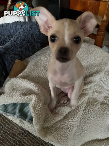 Chihuahua