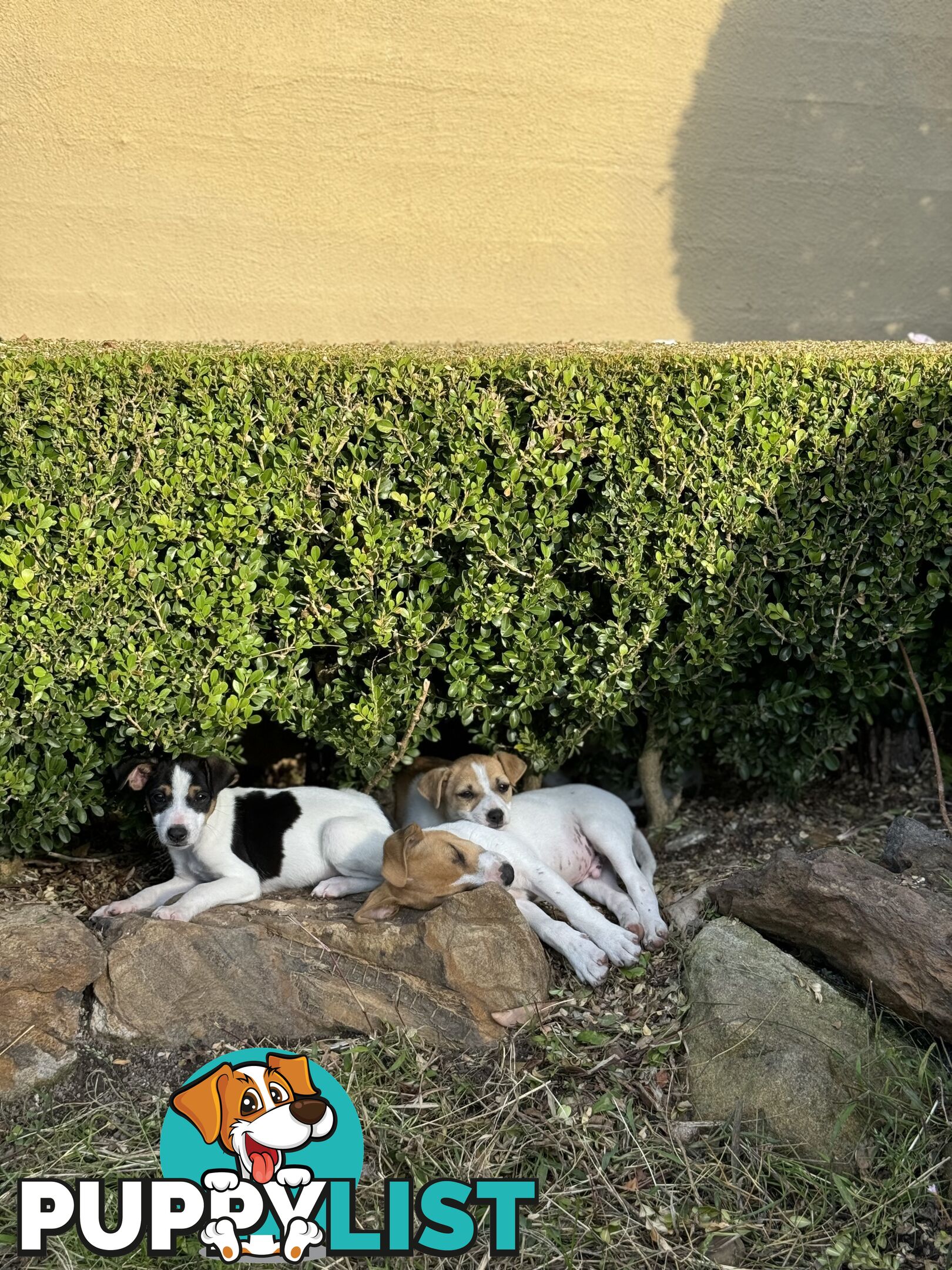 Jack Russell Pure Breed Female puppy