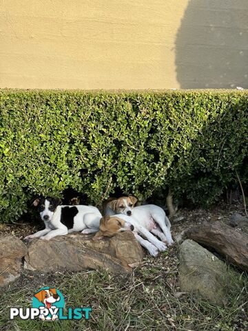 Jack Russell Pure Breed Female puppy