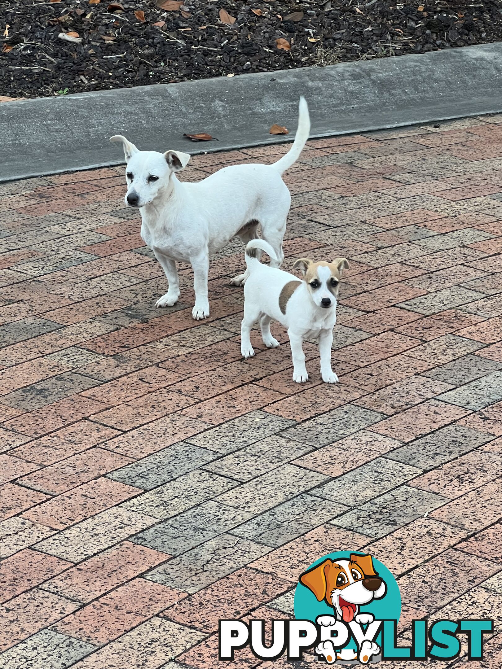 Jack Russell Pure Breed Female puppy