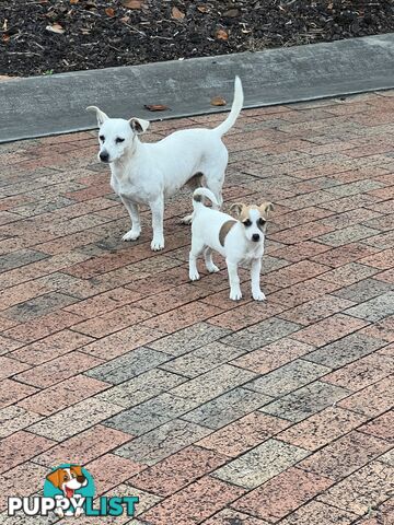 Jack Russell Pure Breed Female puppy