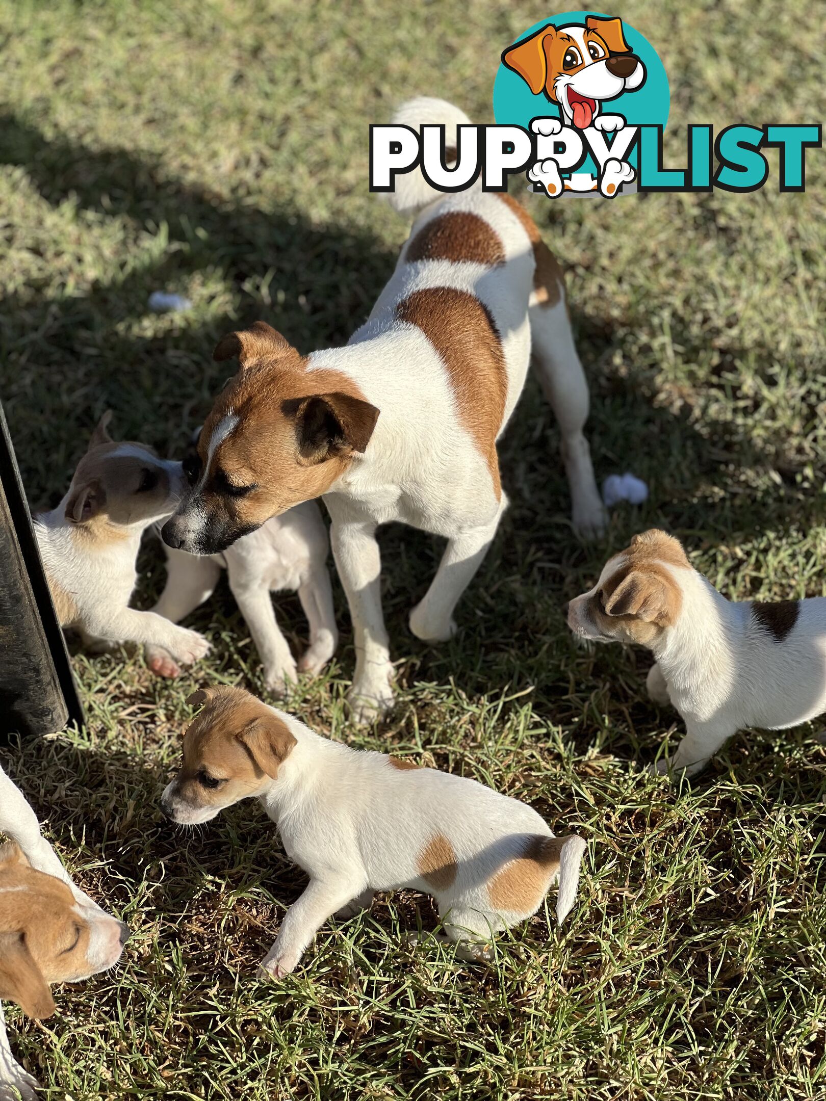 Jack Russell Pure Breed Female puppy