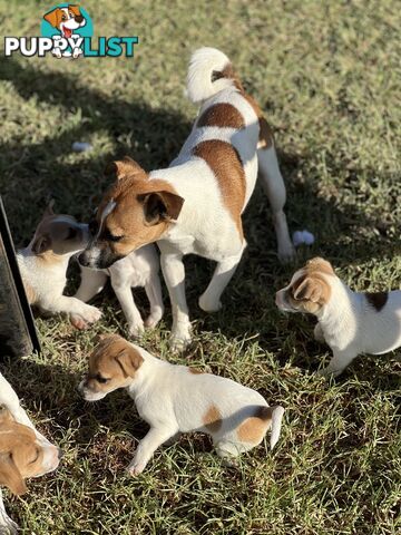 Jack Russell Pure Breed Female puppy