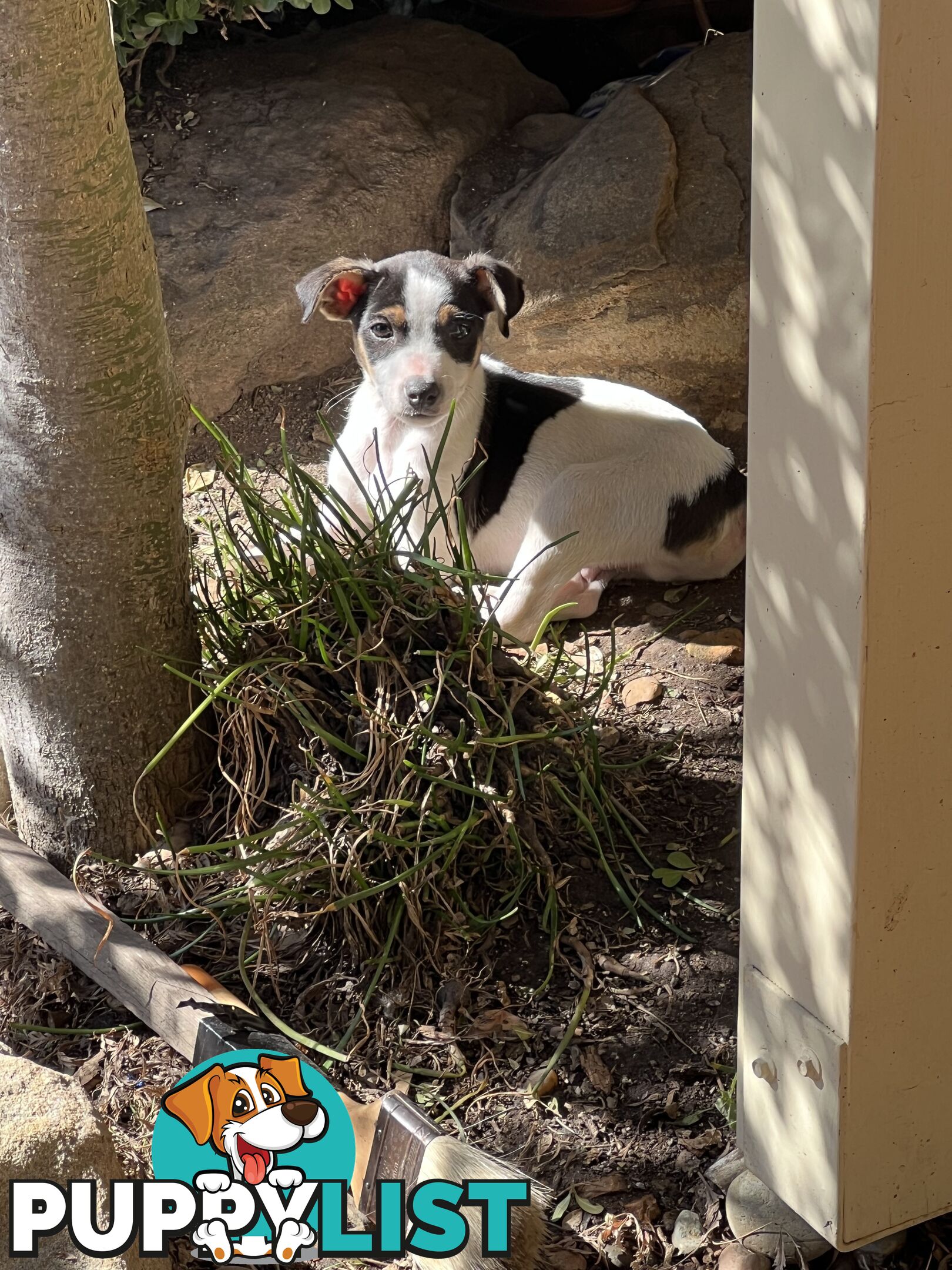 Jack Russell Pure Breed Female puppy