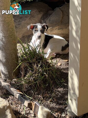 Jack Russell Pure Breed Female puppy