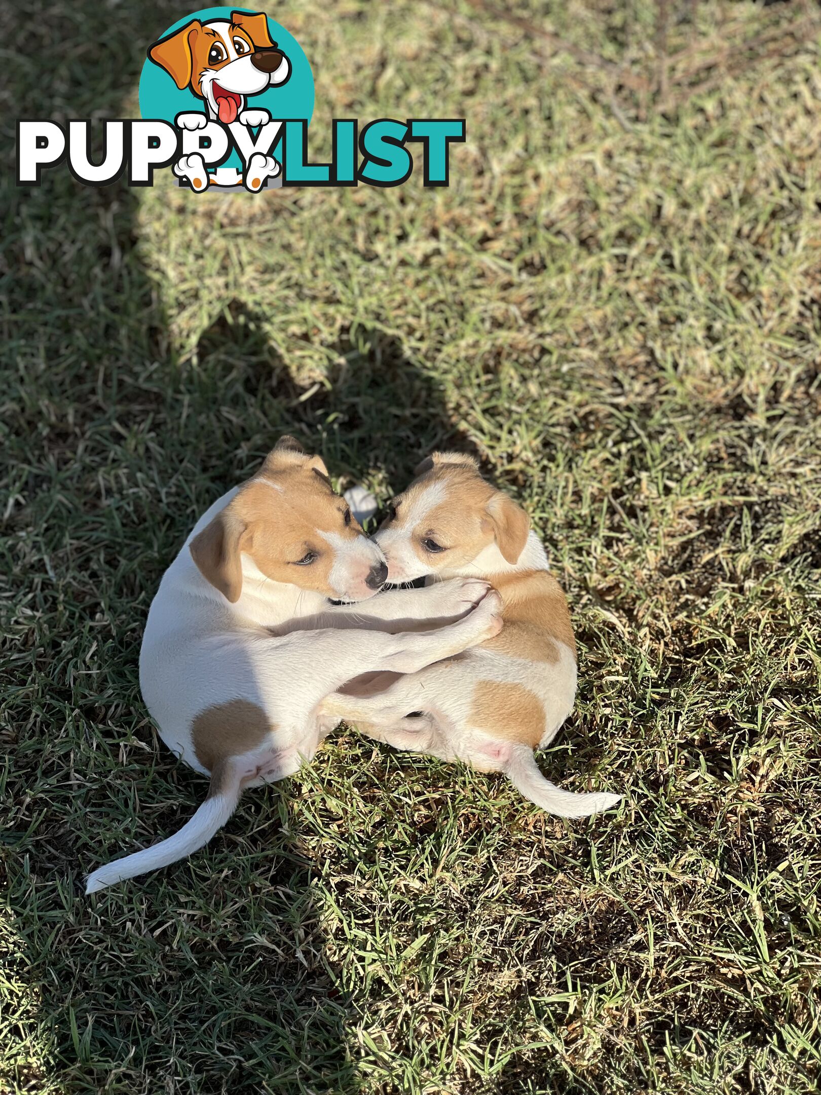 Jack Russell Pure Breed Female puppy