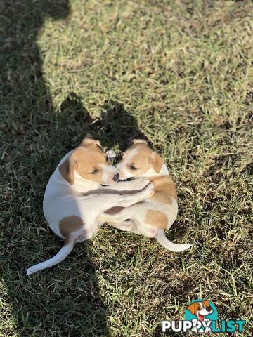 Jack Russell Pure Breed Female puppy
