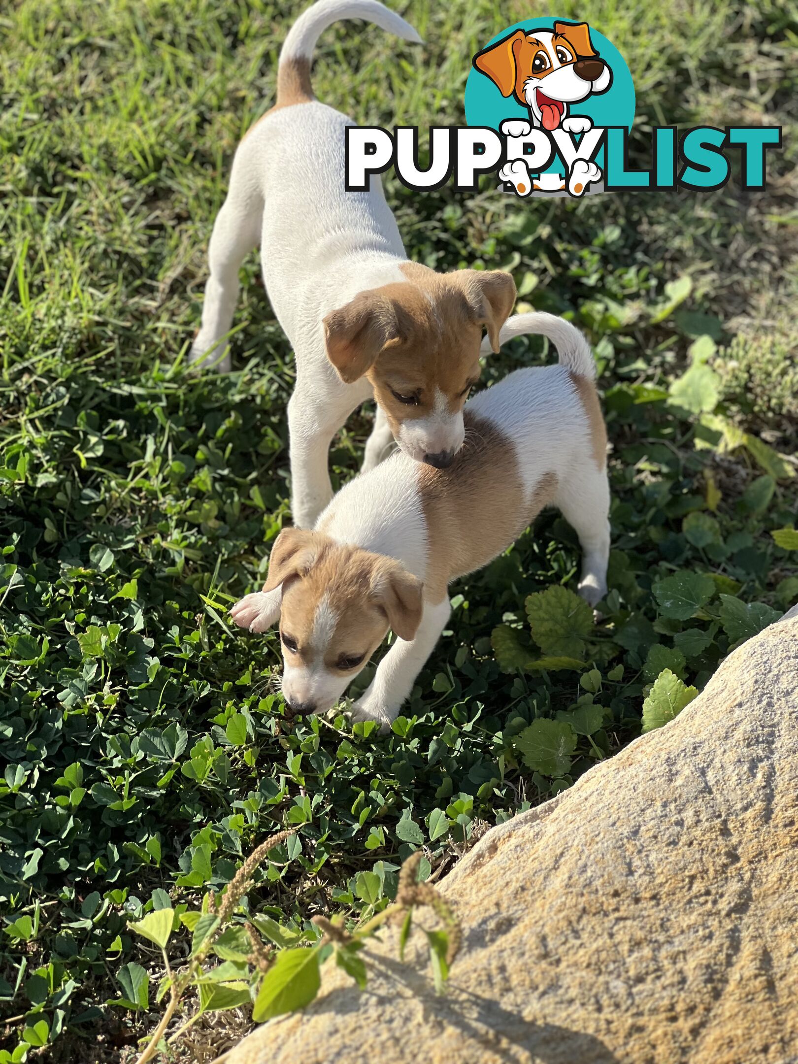 Jack Russell Pure Breed Female puppy