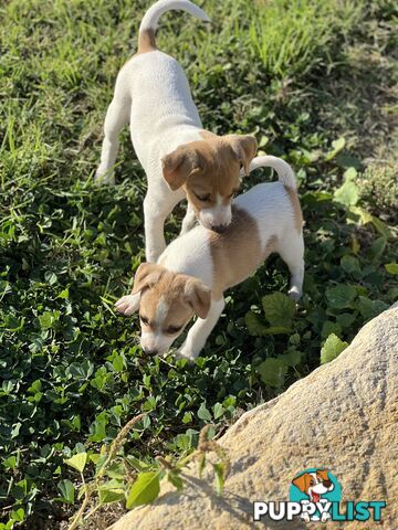 Jack Russell Pure Breed Female puppy