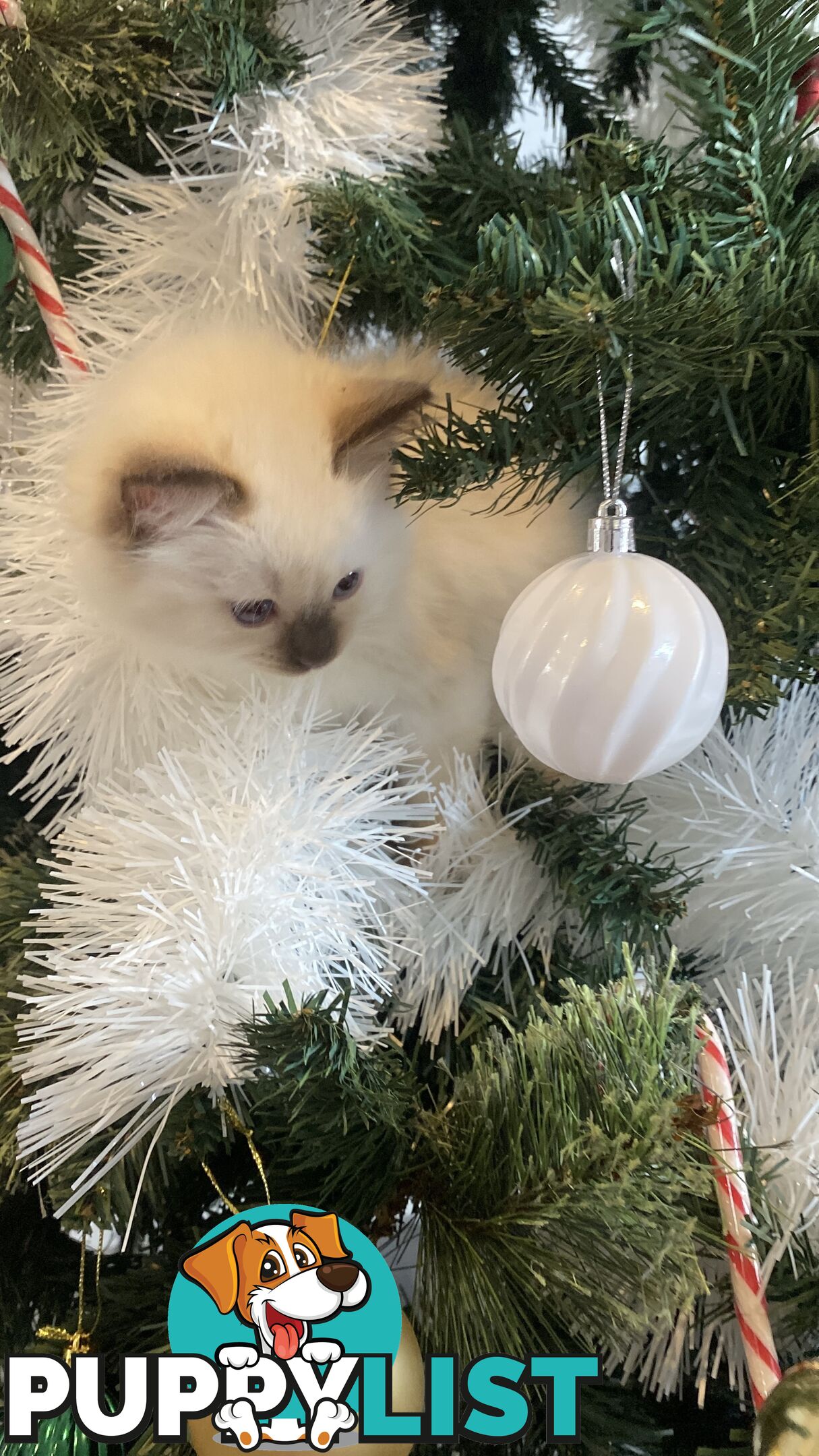 RAGDOLL PUREBREED KITTENS CHOCOLATE