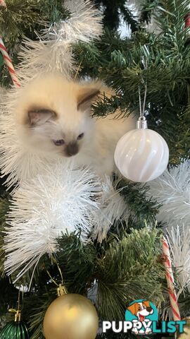 RAGDOLL PUREBREED KITTENS CHOCOLATE