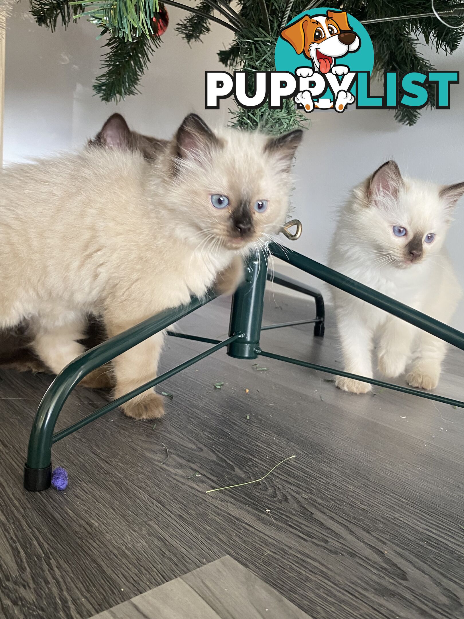 RAGDOLL PUREBREED KITTENS CHOCOLATE