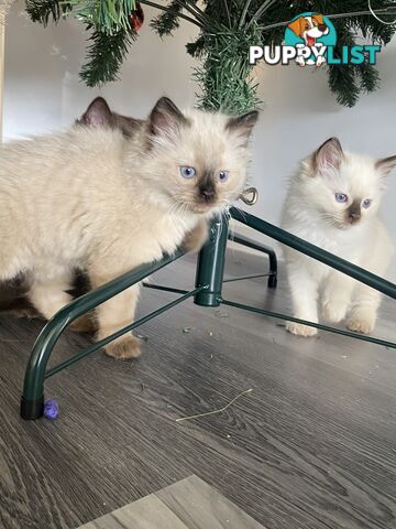 RAGDOLL PUREBREED KITTENS CHOCOLATE