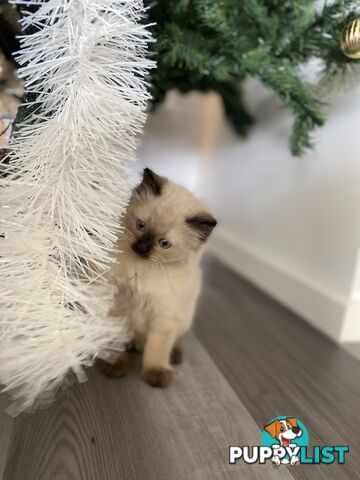 RAGDOLL PUREBREED KITTENS CHOCOLATE