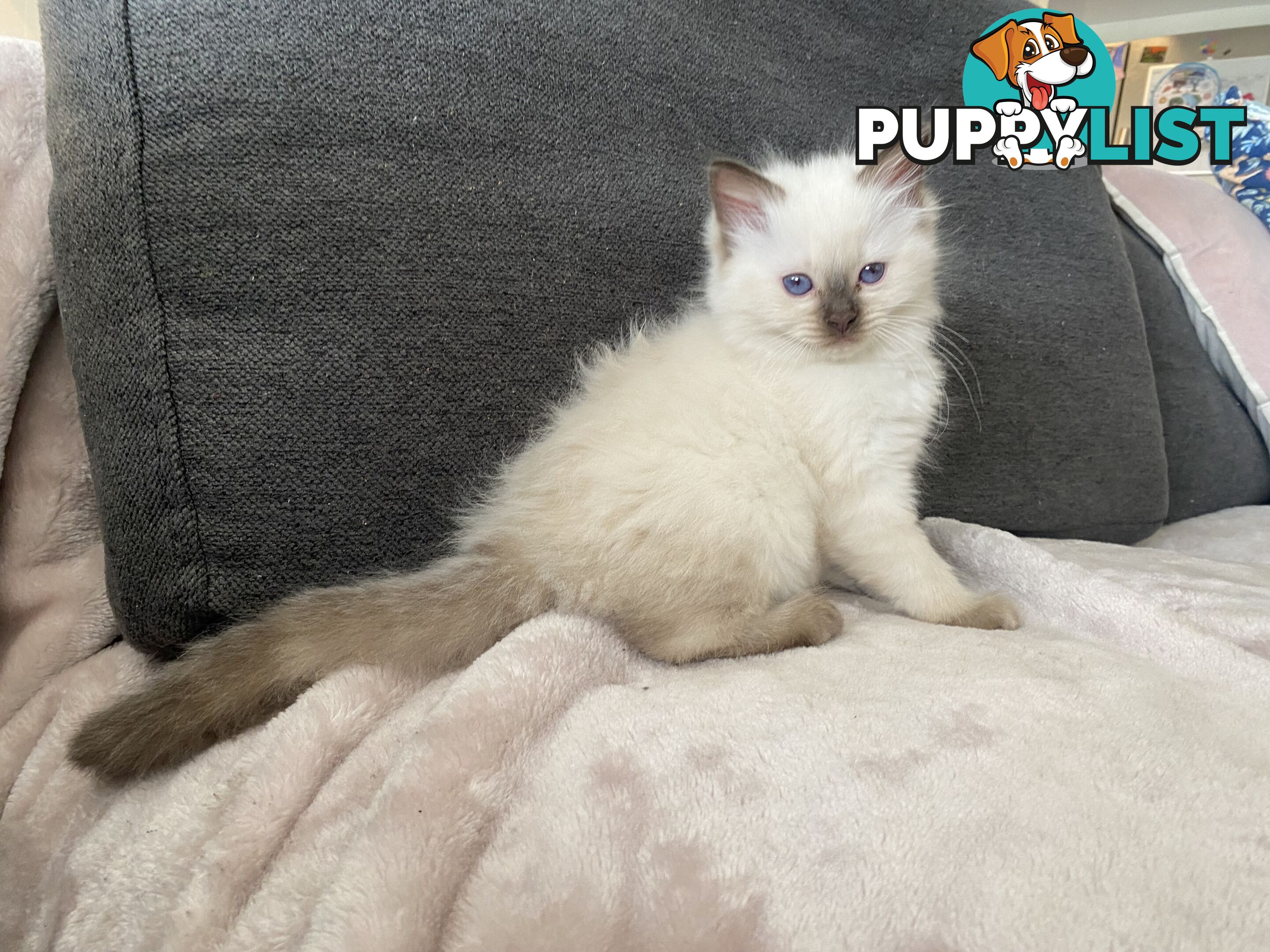 RAGDOLL PUREBREED KITTENS CHOCOLATE