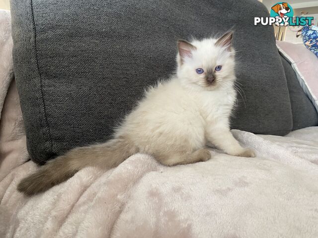 RAGDOLL PUREBREED KITTENS CHOCOLATE