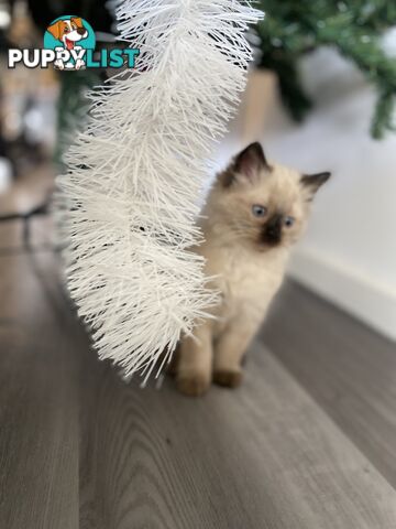 RAGDOLL PUREBREED KITTENS CHOCOLATE