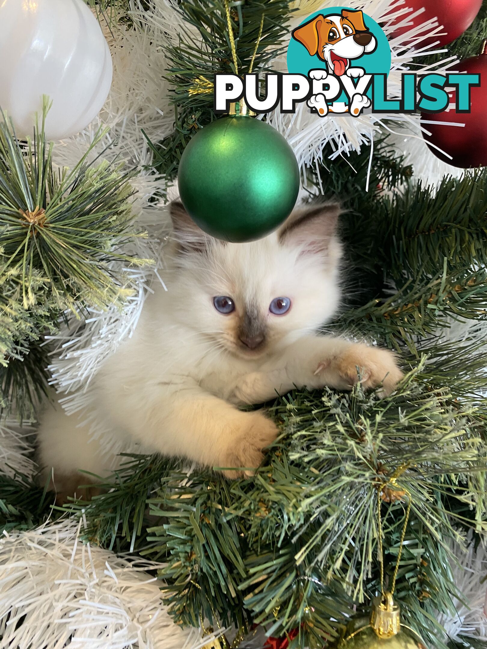 RAGDOLL PUREBREED KITTENS CHOCOLATE