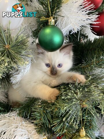 RAGDOLL PUREBREED KITTENS CHOCOLATE