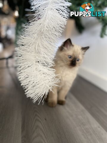 RAGDOLL PUREBREED KITTENS CHOCOLATE