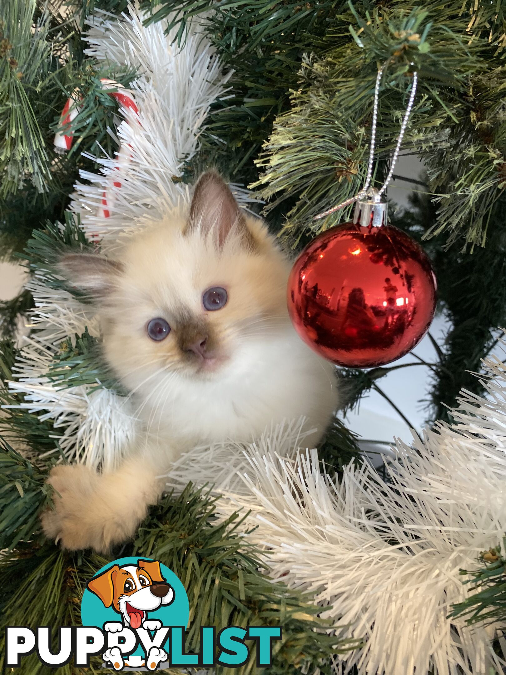 RAGDOLL PUREBREED KITTENS CHOCOLATE