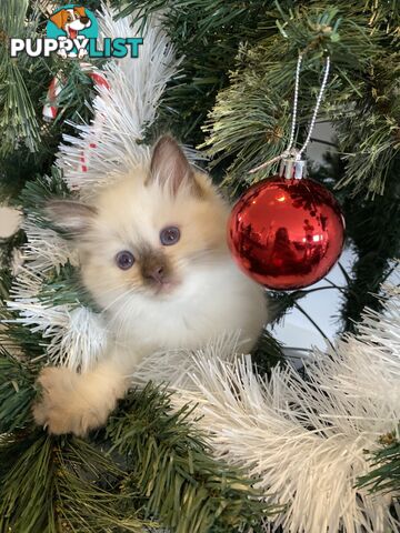 RAGDOLL PUREBREED KITTENS CHOCOLATE