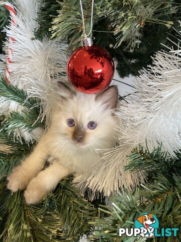 RAGDOLL PUREBREED KITTENS CHOCOLATE