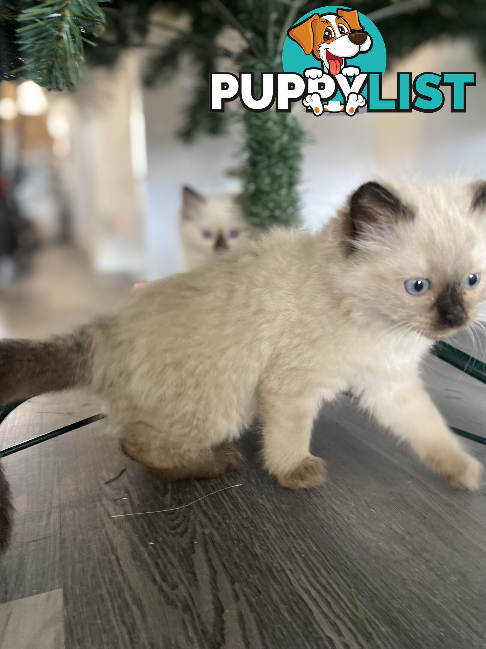 RAGDOLL PUREBREED KITTENS CHOCOLATE