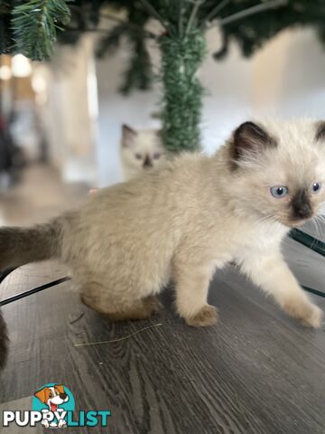 RAGDOLL PUREBREED KITTENS CHOCOLATE