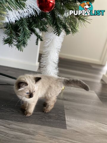 RAGDOLL PUREBREED KITTENS CHOCOLATE