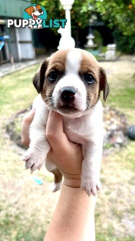 Pure Jack Russell Puppies