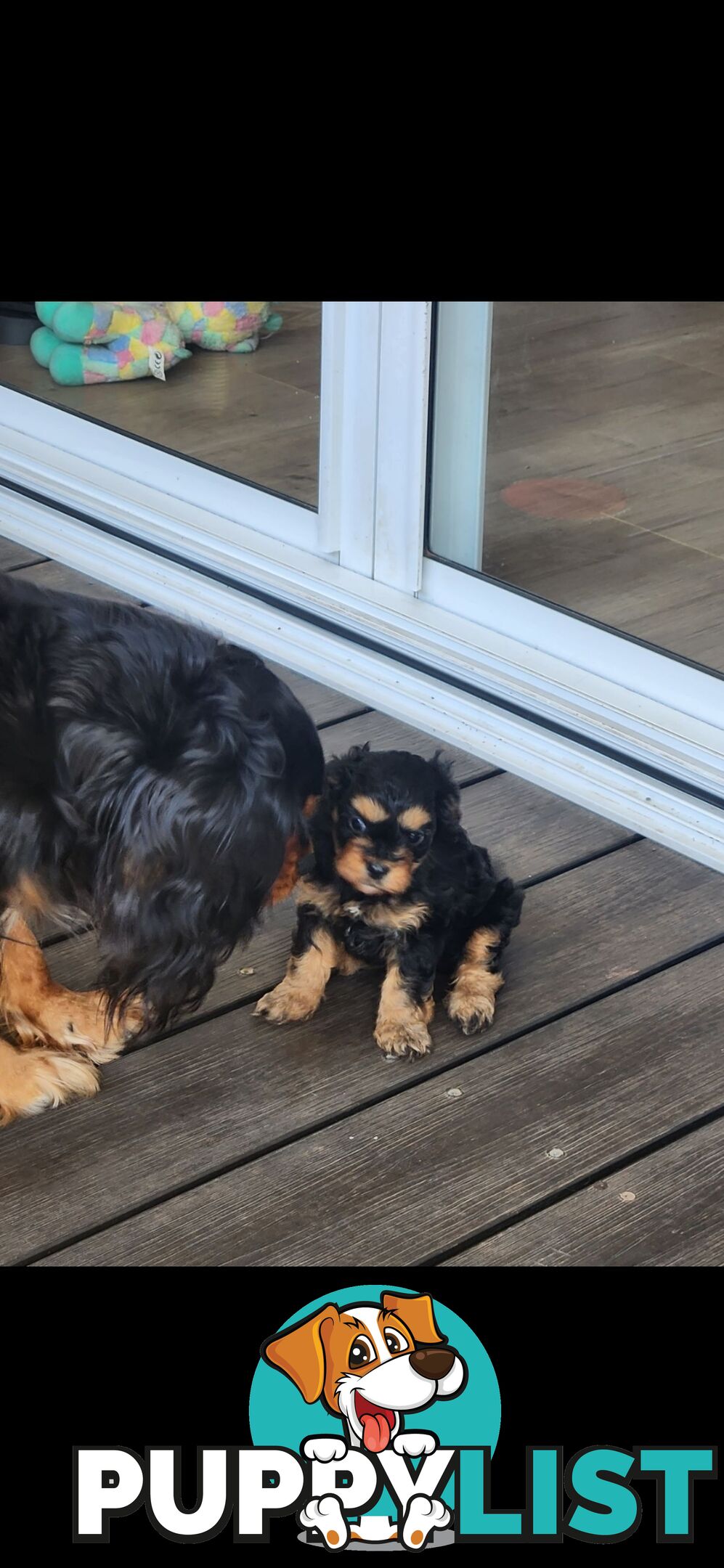 Cavoodle Puppies