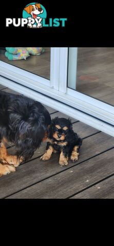 Cavoodle Puppies