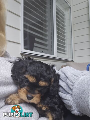 Cavoodle Puppies