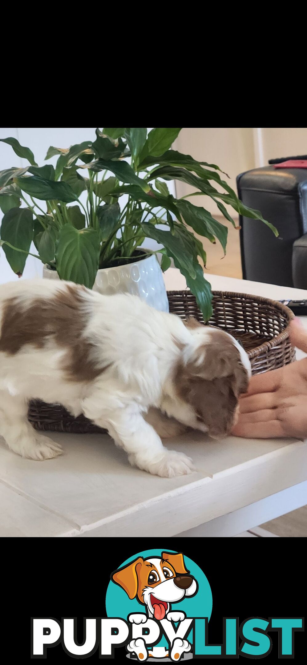 Cavoodle Puppies