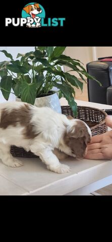 Cavoodle Puppies