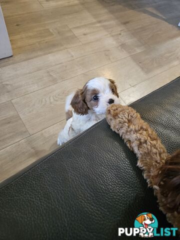 Cavoodle Puppies