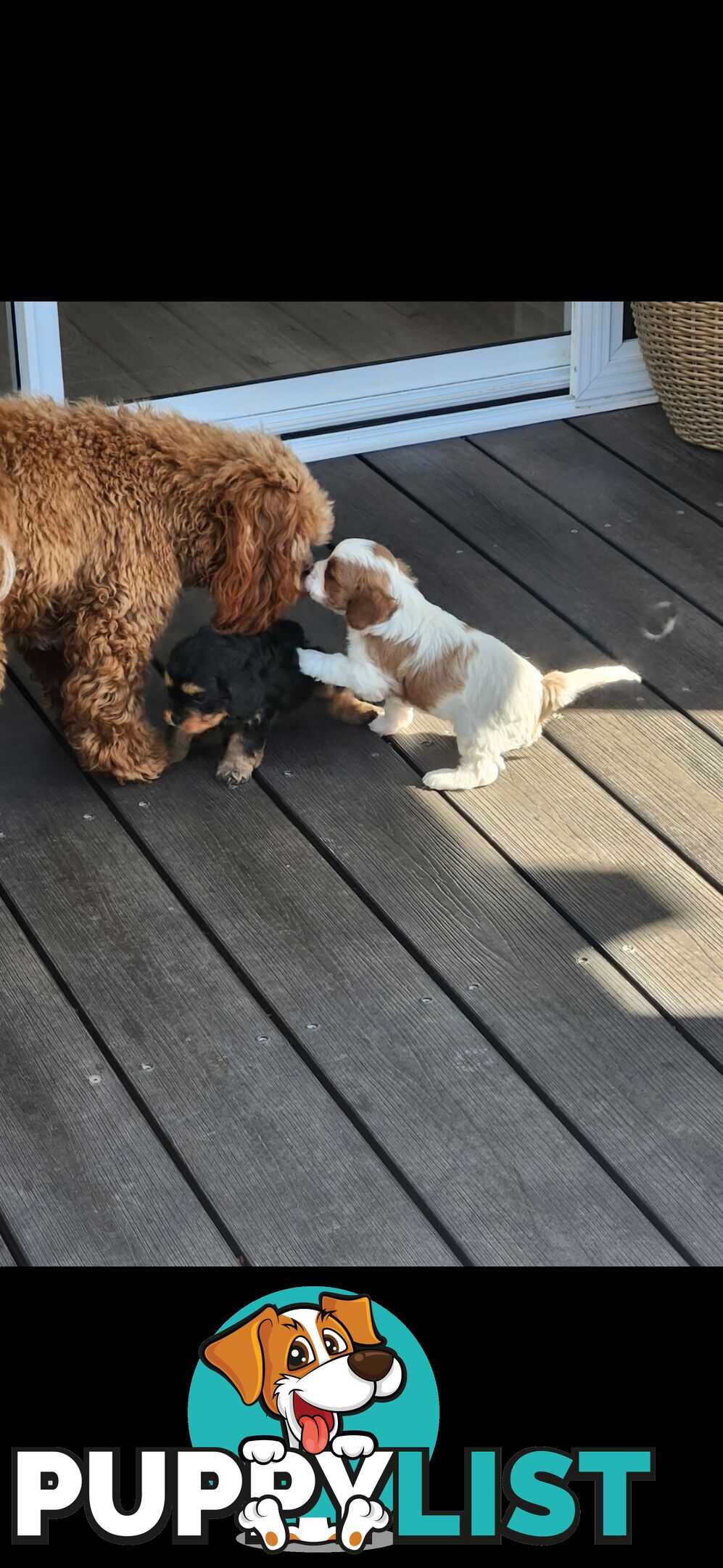 Cavoodle Puppies