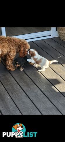 Cavoodle Puppies