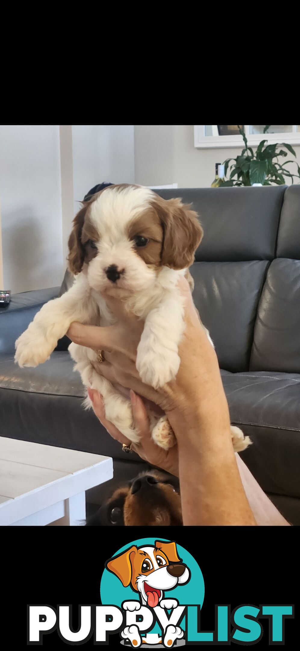 Cavoodle Puppies