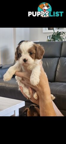 Cavoodle Puppies