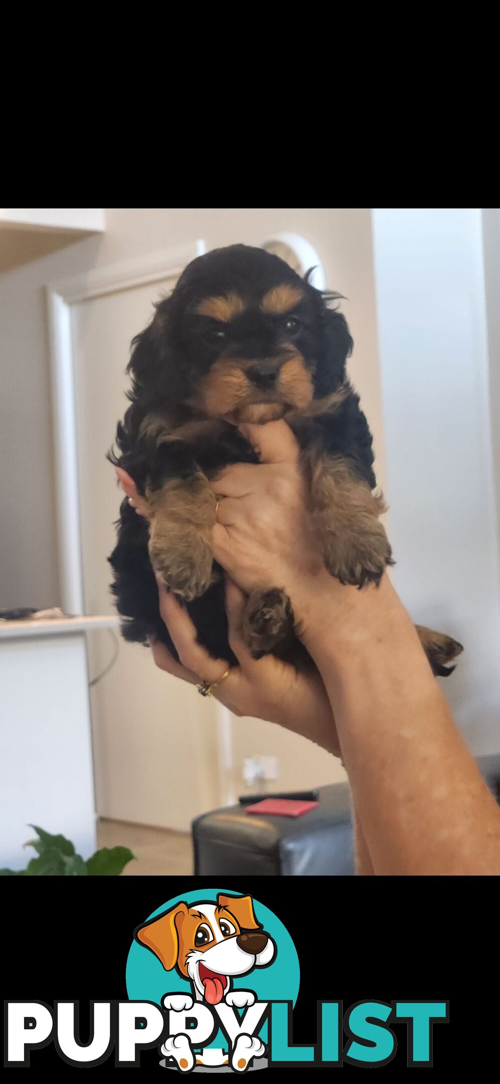 Cavoodle Puppies