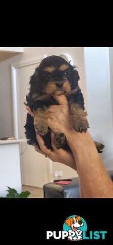 Cavoodle Puppies