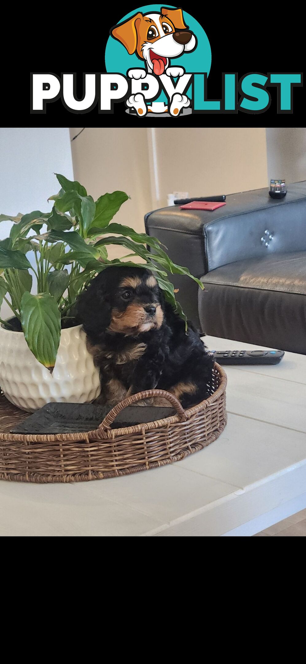 Cavoodle Puppies