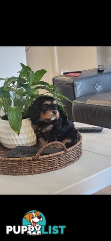 Cavoodle Puppies