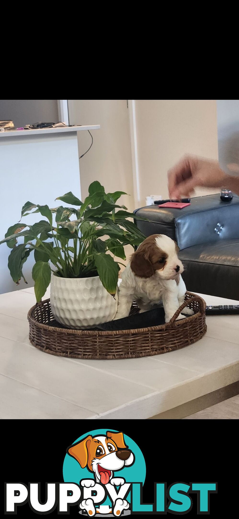 Cavoodle Puppies