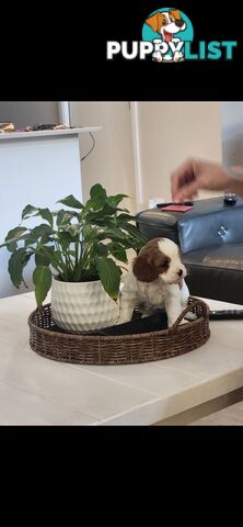 Cavoodle Puppies