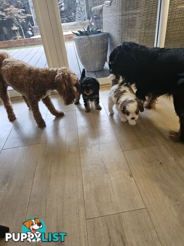 Cavoodle Puppies